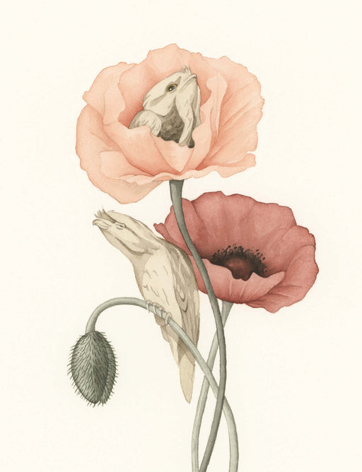 Squirrel Design Studio-Tawny Poppies  - Greeting Card-Mott and Mulberry
